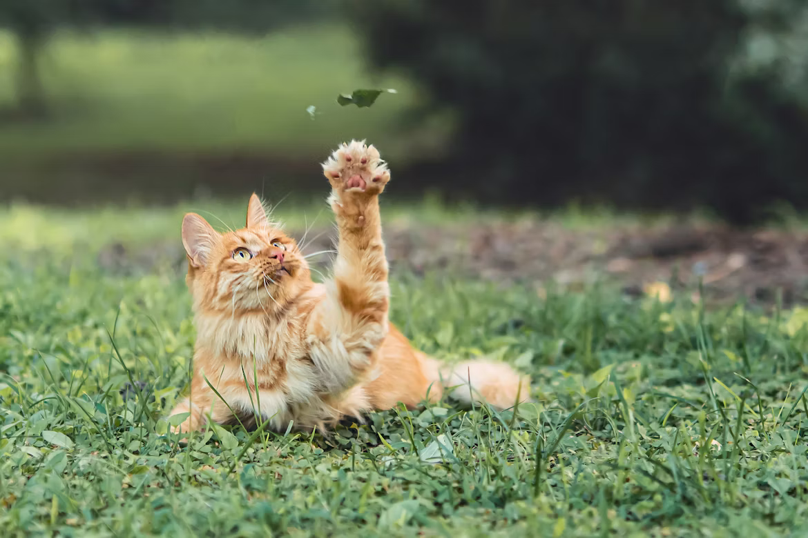 Kucing Mengenakan Pakaian