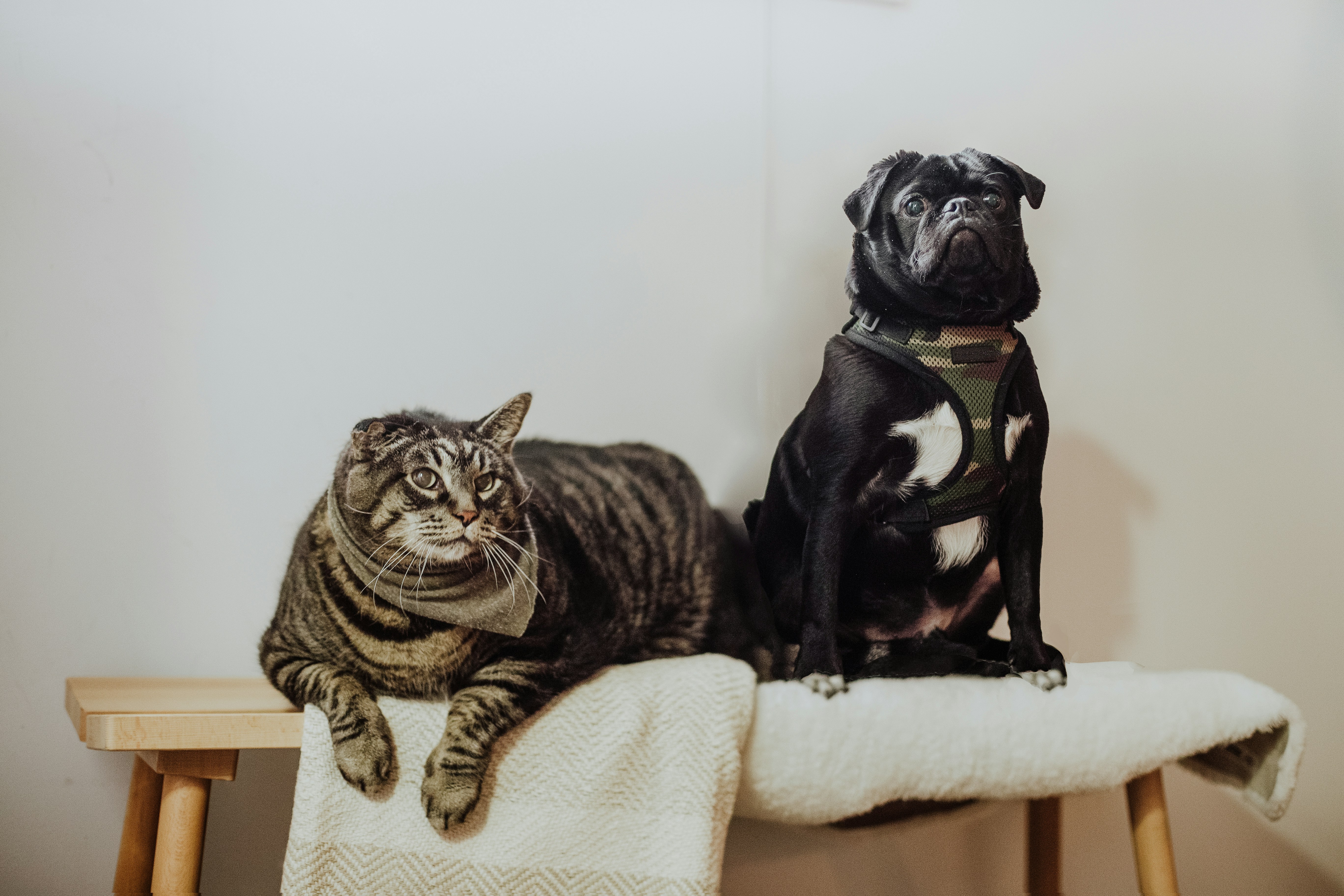 Cara Merawat Harness Anjing